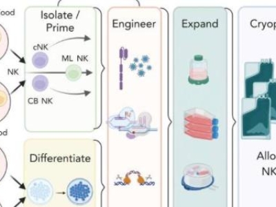 自體自然殺傷細(xì)胞注射液（E10H）臨床IND申請獲國家藥監(jiān)管局受理