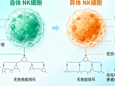 NK細(xì)胞：自體與異體的 “免疫戰(zhàn)士”，究竟有何不同？