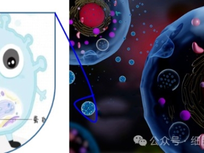 什么是外泌體？外泌體在疾病治療和醫(yī)療美容中的應用與前景