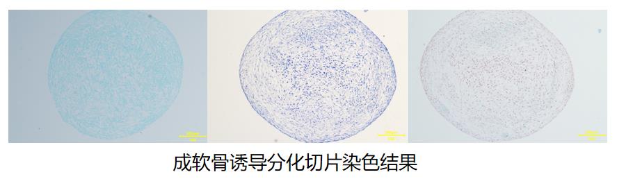 成軟骨誘導分化切片染色結(jié)果