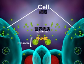 間充質(zhì)干細胞外泌體在醫(yī)美領(lǐng)域的應(yīng)用