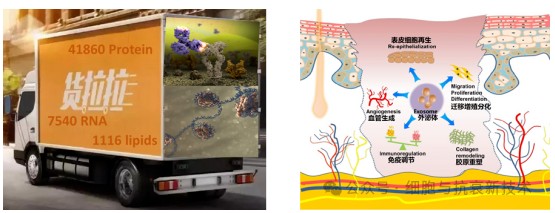 間充質(zhì)干細胞外泌體修復(fù)肌膚機制